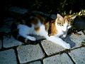 Caramel 09-04 010